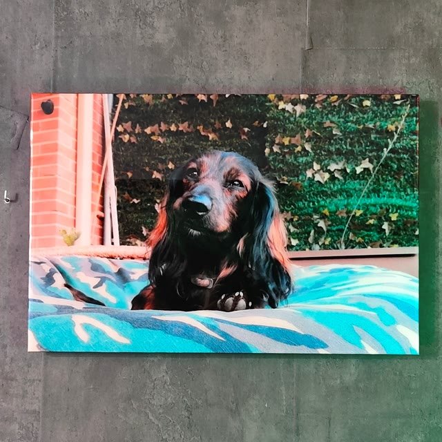 Cuadro-foto de mascota a todo color en resina y neón LED