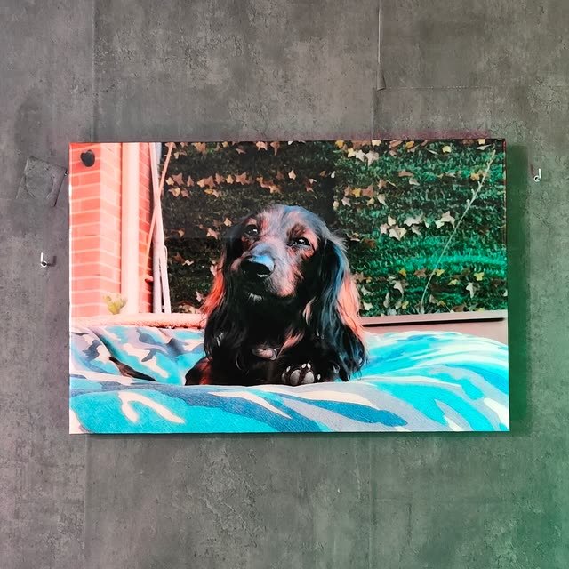 Cuadro recto con la foto de un perro